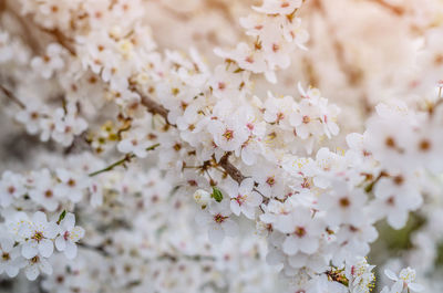 Close-up of white cherry blossom tree