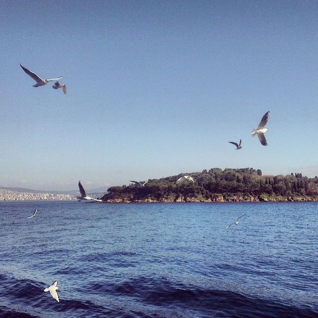 bird, flying, animal themes, animals in the wild, wildlife, spread wings, water, seagull, mid-air, sea, waterfront, clear sky, nature, two animals, sky, medium group of animals, beauty in nature, outdoors, blue, zoology