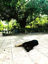 Black dog resting on a tree