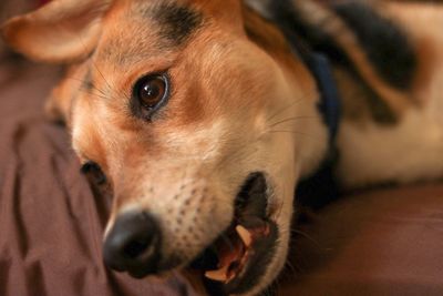 Close-up portrait of dog