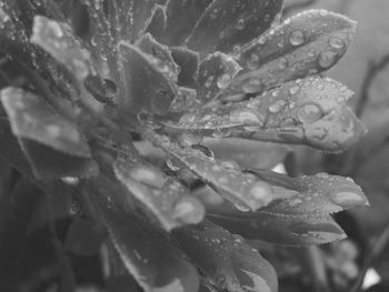 Close-up of water drops on flower