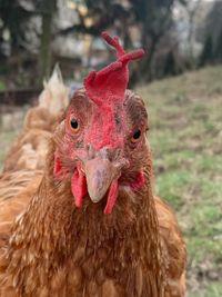 Close-up of a rooster