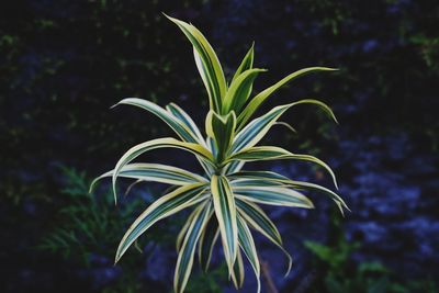 Close-up of plant