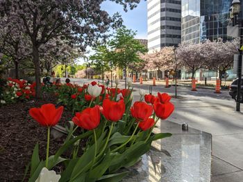 Close-up of red tulip flowers in city