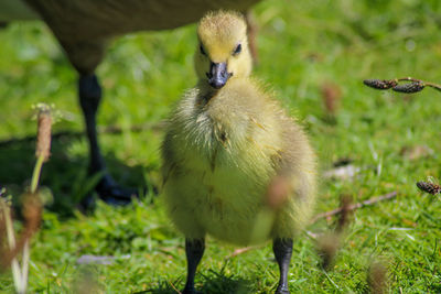 Close-up of canada goose goslings on field