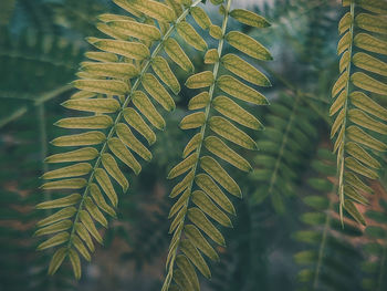 Close-up of fern leaves