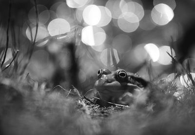 Close-up of frog amidst plants on field