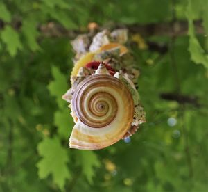 Close-up of snail on plant