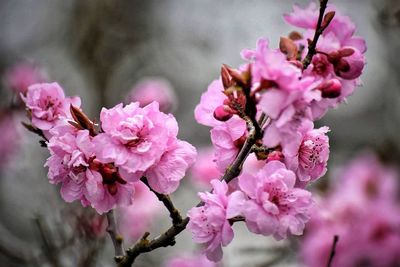 Close-up of pink flowers