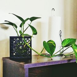 Close-up of potted plant at home