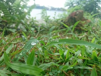 Close-up of wet grass