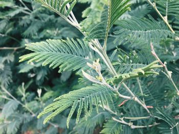 High angle view of fern leaves on tree