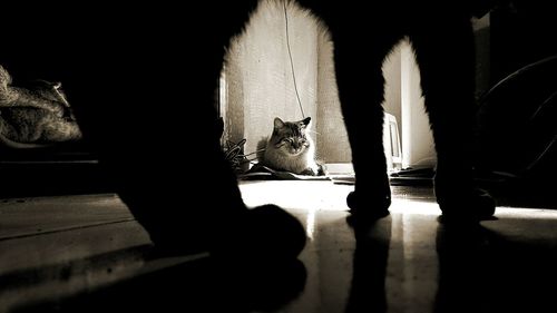 Portrait of cat looking at camera at home