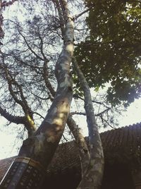 Low angle view of tree against sky