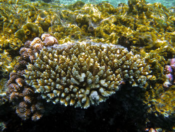 Close-up of coral in sea