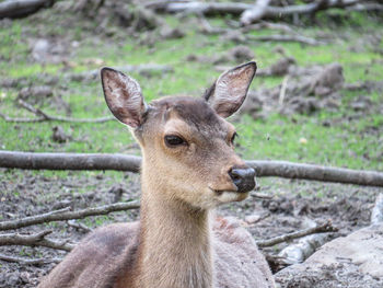 Close-up portrait of deer on land