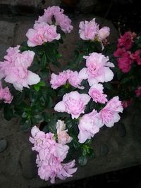 Close-up of pink flowers