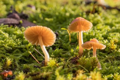 Close-up of mushrooms growing on field