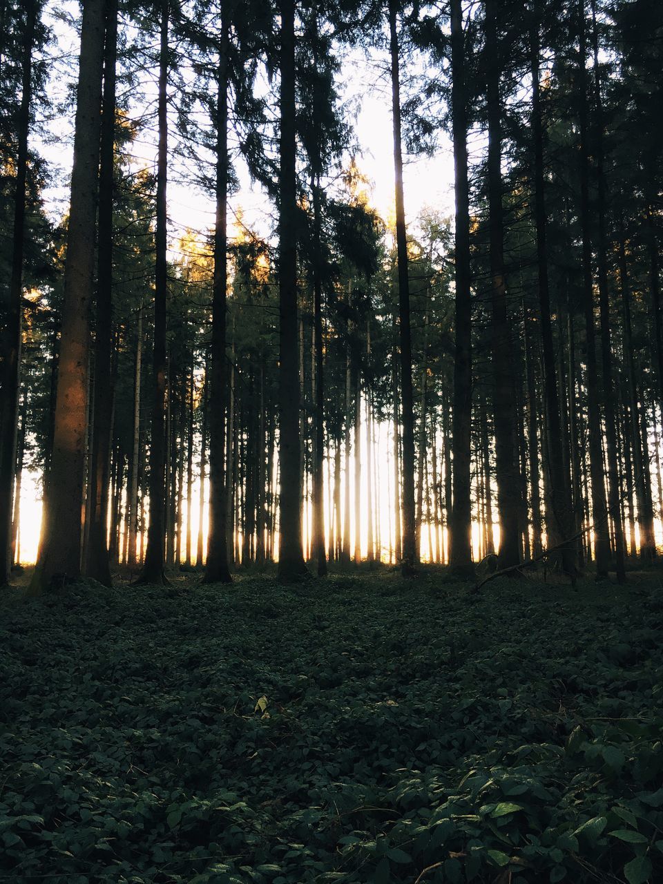 tree, tranquility, tranquil scene, forest, nature, sunset, tree trunk, scenics, woodland, beauty in nature, growth, sunlight, landscape, sun, non-urban scene, orange color, silhouette, sunbeam, back lit, idyllic