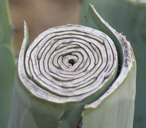 Close-up of plant against blurred background