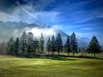 Panoramic shot of trees on field against sky