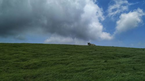 Scenic view of grassy field against sky