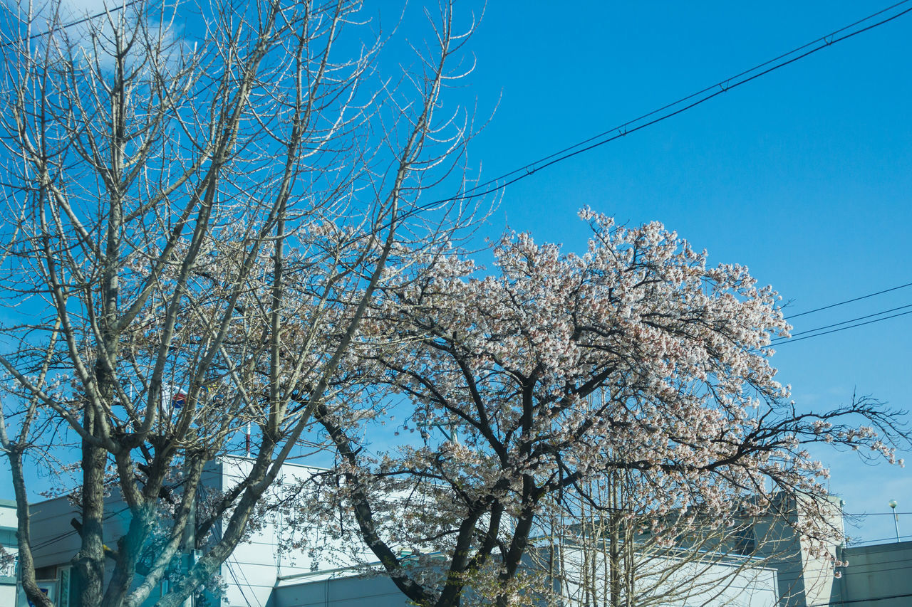 LOW ANGLE VIEW OF FLOWERING TREE AGAINST CLEAR BLUE SKY