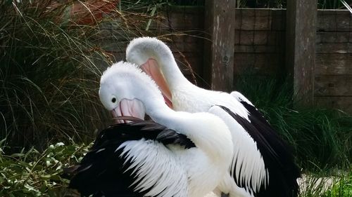 Close-up of duck