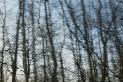 Full frame shot of bare trees against sky