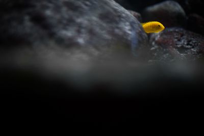 Close-up of jellyfish swimming in water