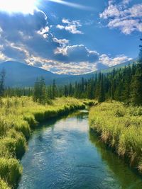 Scenic view of river amidst trees against sky