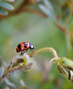 Close-up of ladybug on flower