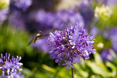 Anna's hummingbird feeding on african lilies