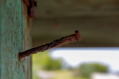 Close-up of bird perching on wooden plank