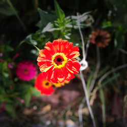 High angle view of red flowering plant