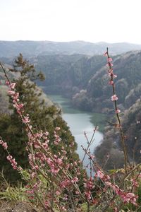 Scenic view of flowering plants by mountains against sky