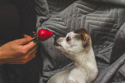 Midsection of person holding strawberry at home