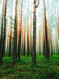 View of trees in forest