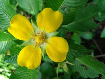 Close-up of yellow flower