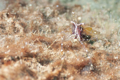 Close-up of jellyfish in sea