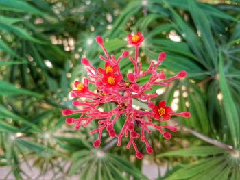 Close-up of pink flowers