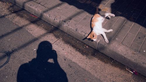 High angle view of dog walking on street