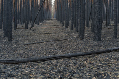 Surface level of road amidst trees in forest