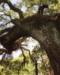 Low angle view of trees in forest