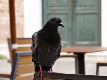 Close-up of bird perching on railing