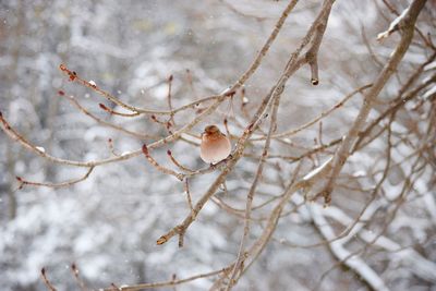 Close-up of frozen tree and bird during winter