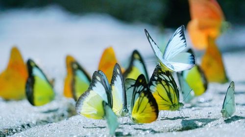 Close-up of butterfly on plant