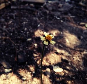 Close-up of daisy flowers