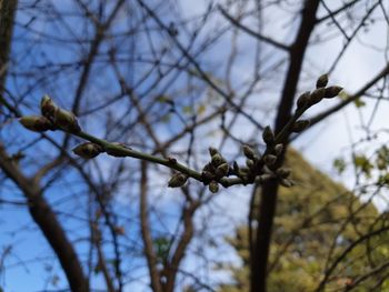 Low angle view of flowering plant against sky