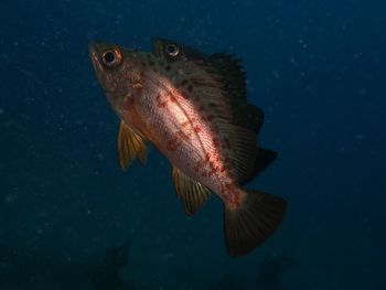 Close-up of fish swimming in sea